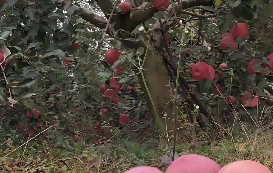 苹果花前花后防病虫(苹果病虫害及防治措施)