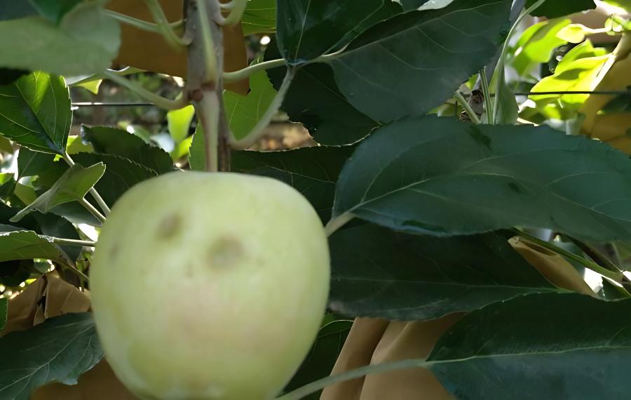 苹果夏季管理新模式(苹果冬季管理)