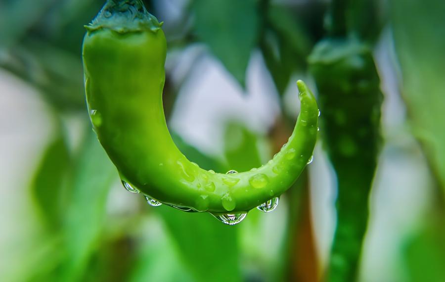 冬季大棚辣椒种植技术(冬季大棚辣椒栽培技术)