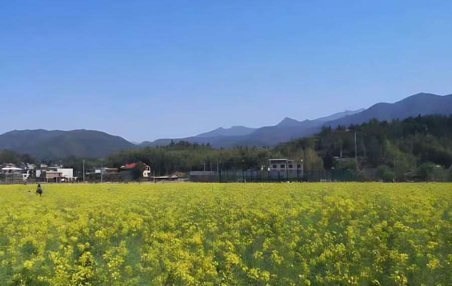 山地油菜种植方式有讲究(油菜的种植方法和注意事项)