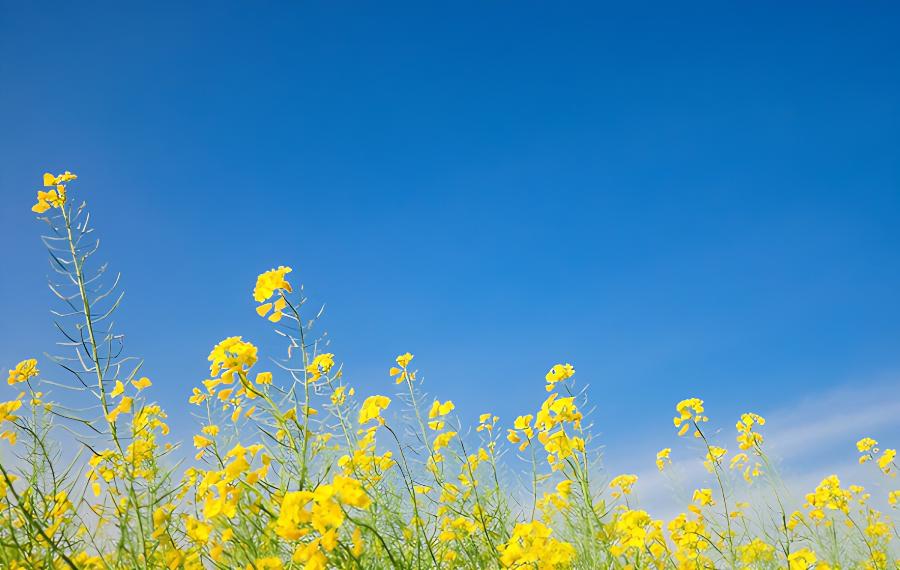 春季种植油菜花需要注意什么