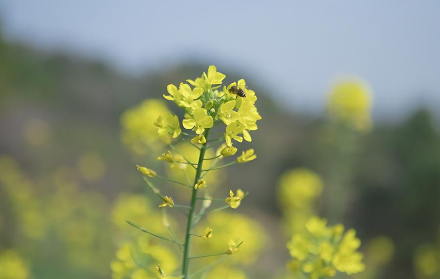 油菜花什么时候开(油菜花什么时候开花,春天还是夏天)