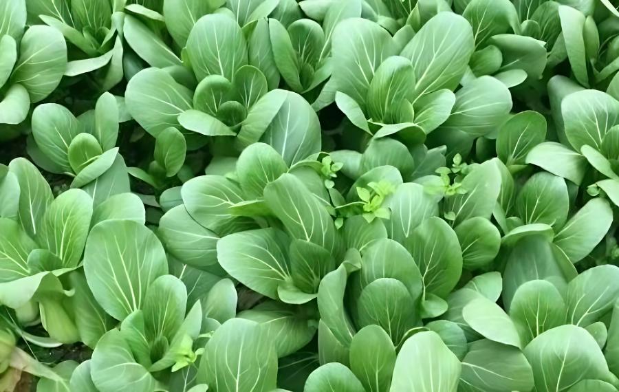 南方油菜种植时间(南方油菜花种植时间)