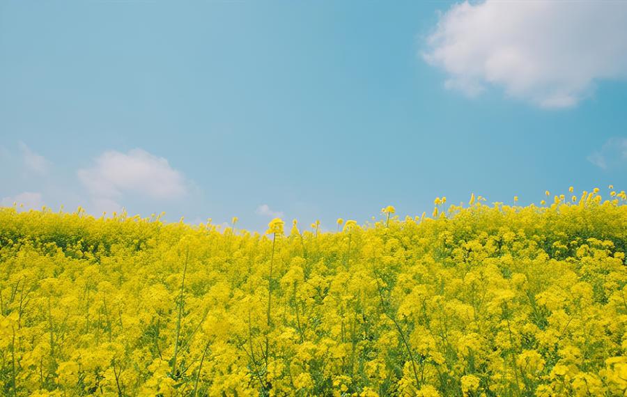 直播油菜最迟什么时期播种(油菜最早什么时候播种)