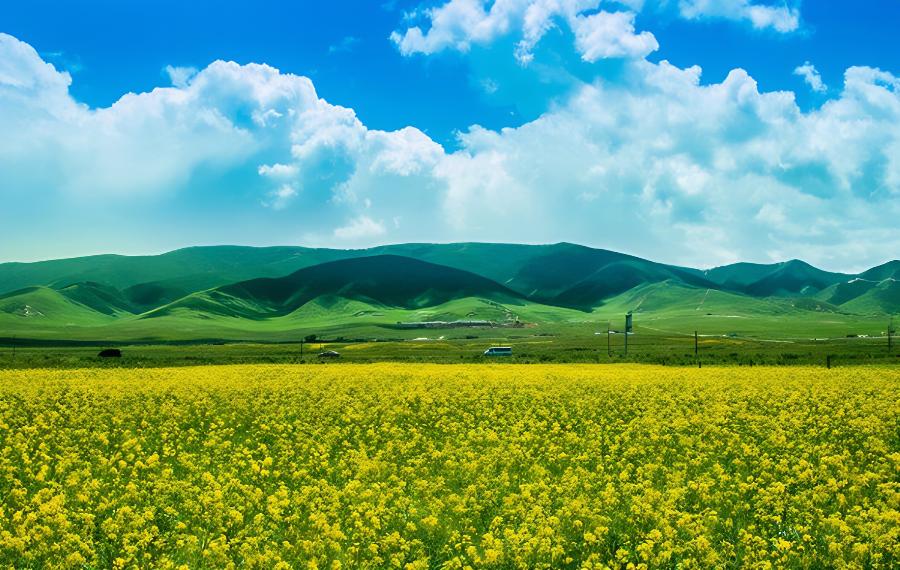 油菜花什么季节开花，油菜花什么季节开