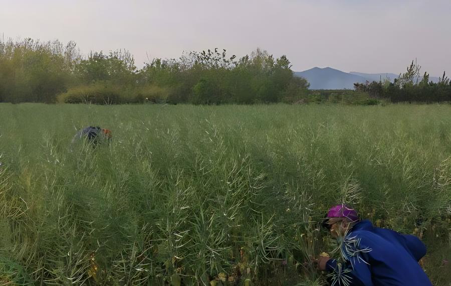 晚播油菜管理巧措施(油菜各期的田间管理的关键措施有哪些)