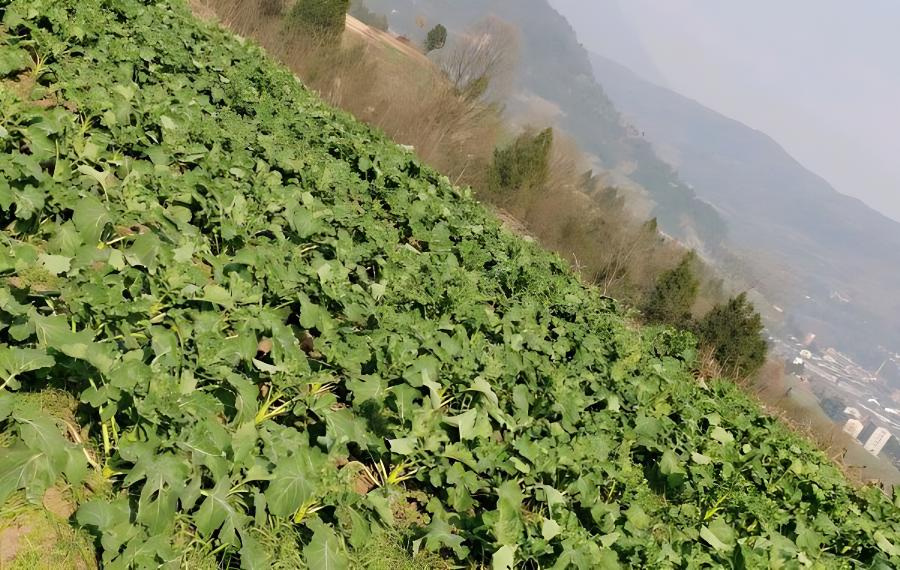 油菜安全越冬有七步(冬季油菜管理技术要点)