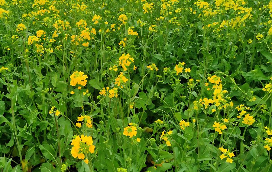 简述高原坝区双低油菜的栽培技术(高原油菜种植技术)