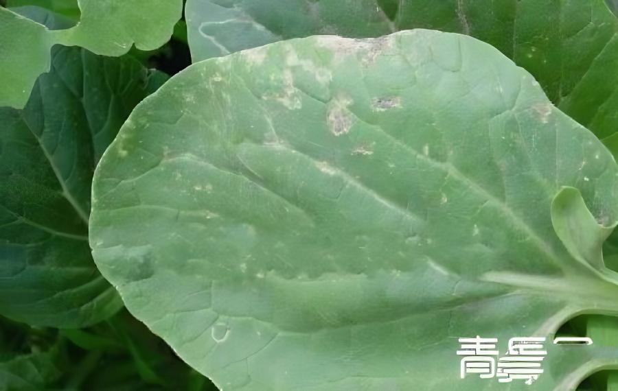 油菜白锈病的防治措施有哪些？(油菜白锈病的防治措施有哪些方法)