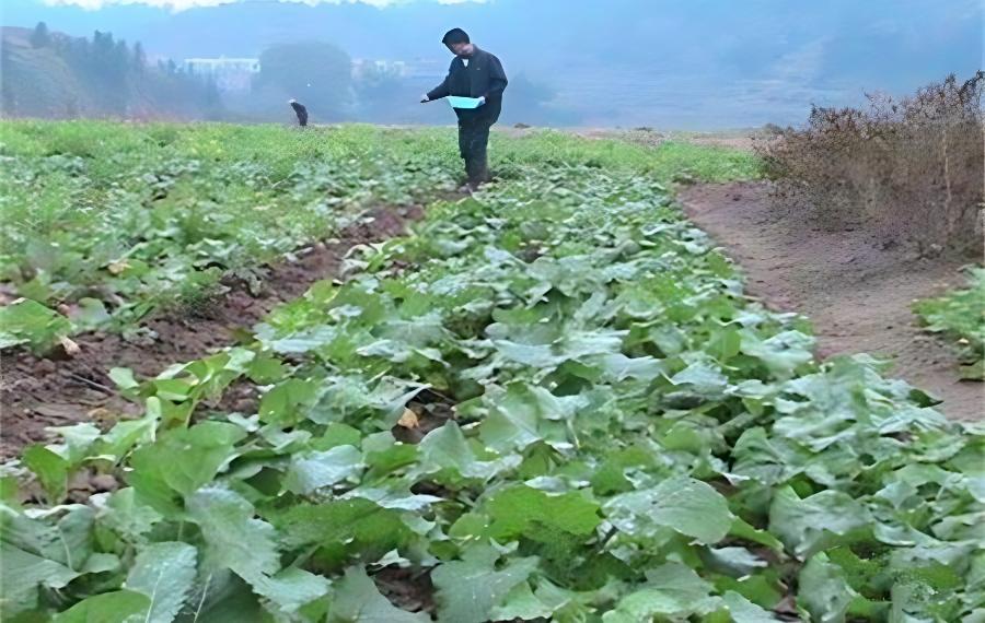 油菜施肥需要注意什么，油菜春季施肥注意什么(油菜开春后需不需要施肥)