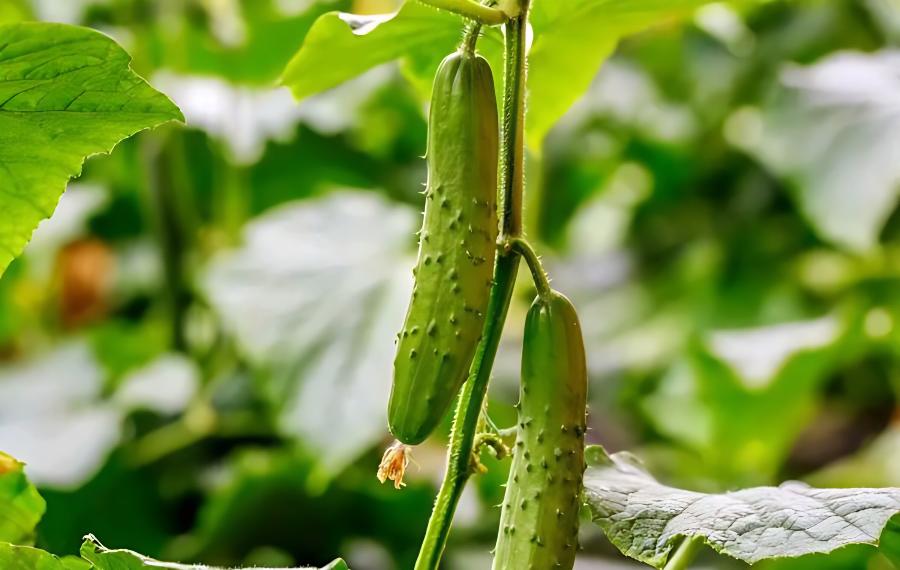 蔬菜沤根的病因及预防(蔬菜沤根的病因及预防措施)