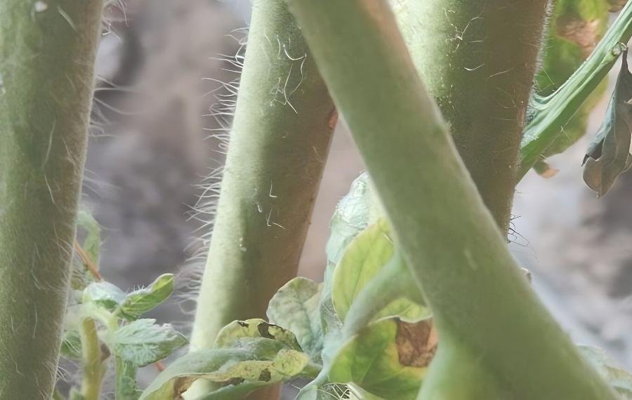 春季设施蔬菜管理措施(冬季蔬菜管理技术要点)