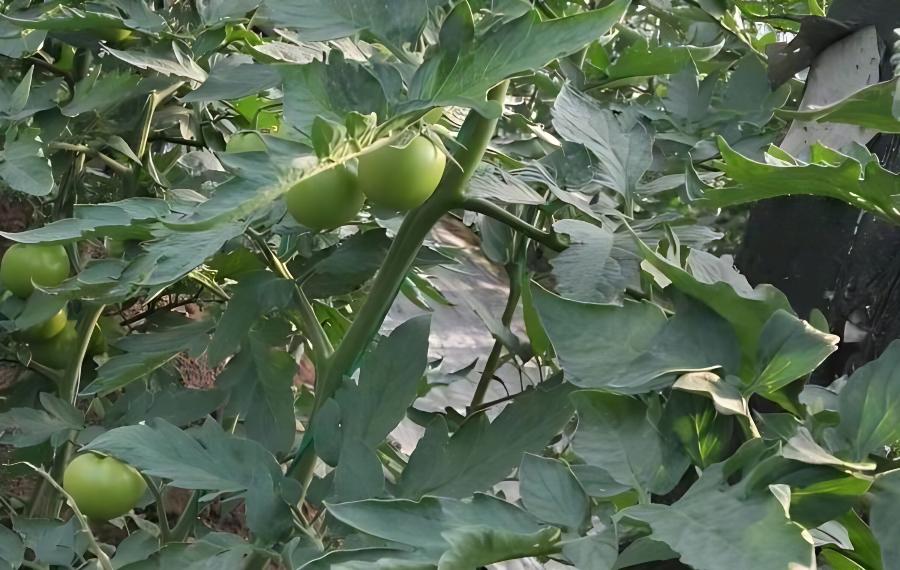 冬暖大棚蔬菜中后期管理(冬季大棚蔬菜的种植与管理)