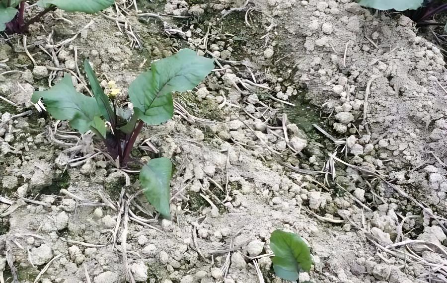 霜降时节，蔬菜管理需要注意哪些事项(霜降季节吃什么蔬菜)