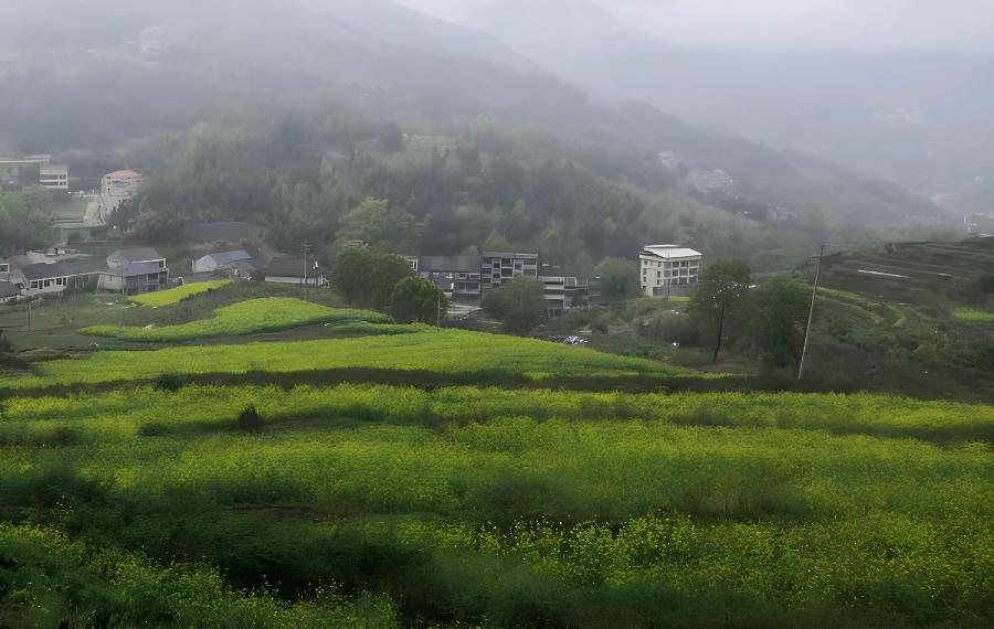 油菜田科学施肥增产(油菜肥田技术)