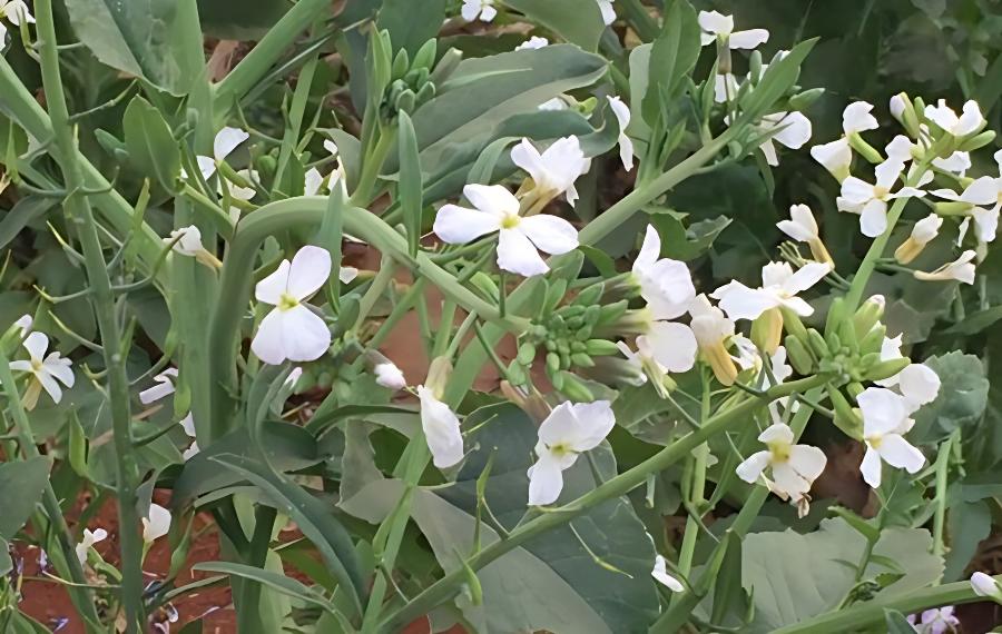 小松菜是不是油菜？(小松菜是不是油菜花)