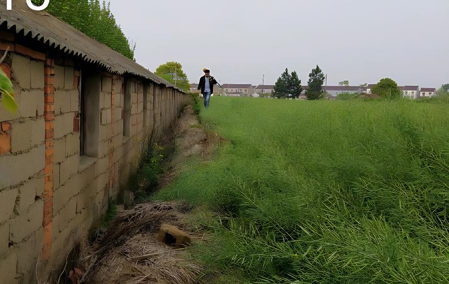 稻田油菜移栽高产栽培要诀(油菜和水稻种植模式)