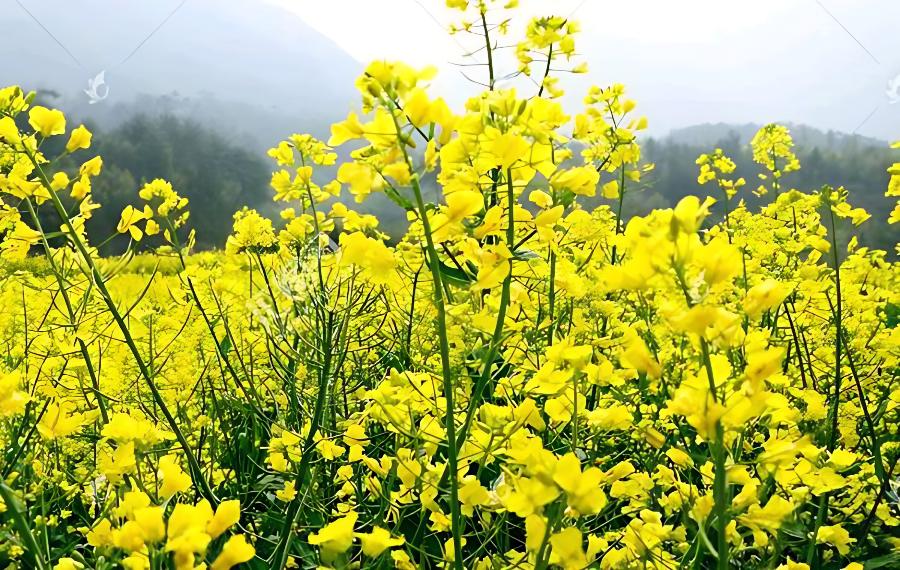 油菜抽薹期这样管理好(油菜花蕾期如何管理)