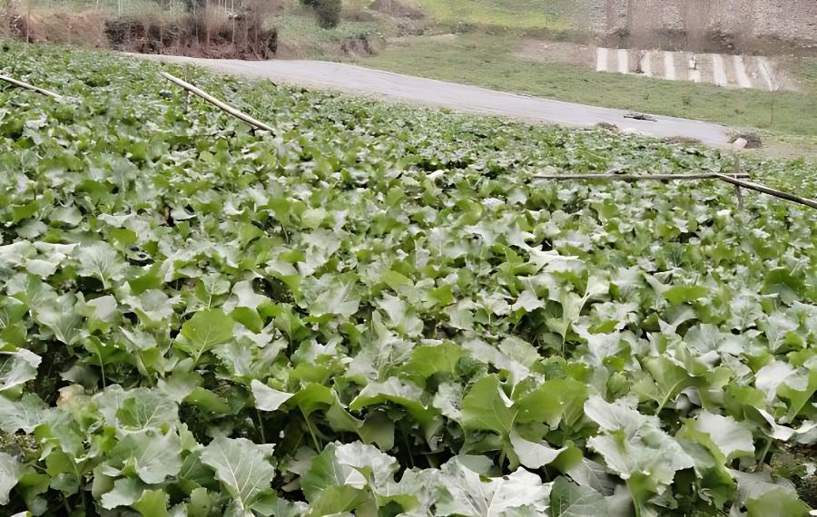 油菜育苗移栽技术要点，油菜温室栽培技术要点(油菜苗的种植方法)