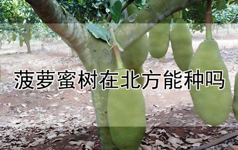 菠萝蜜树在北方冬天能冻死吗，菠萝蜜树在北方能种吗？