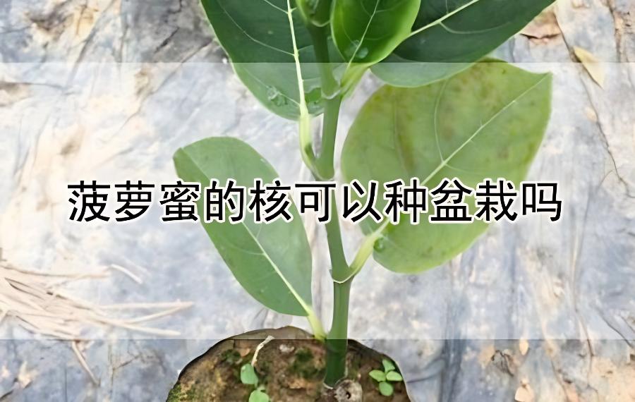 菠萝蜜的核可以种盆栽吗？(菠萝蜜核可以种植出来吗)