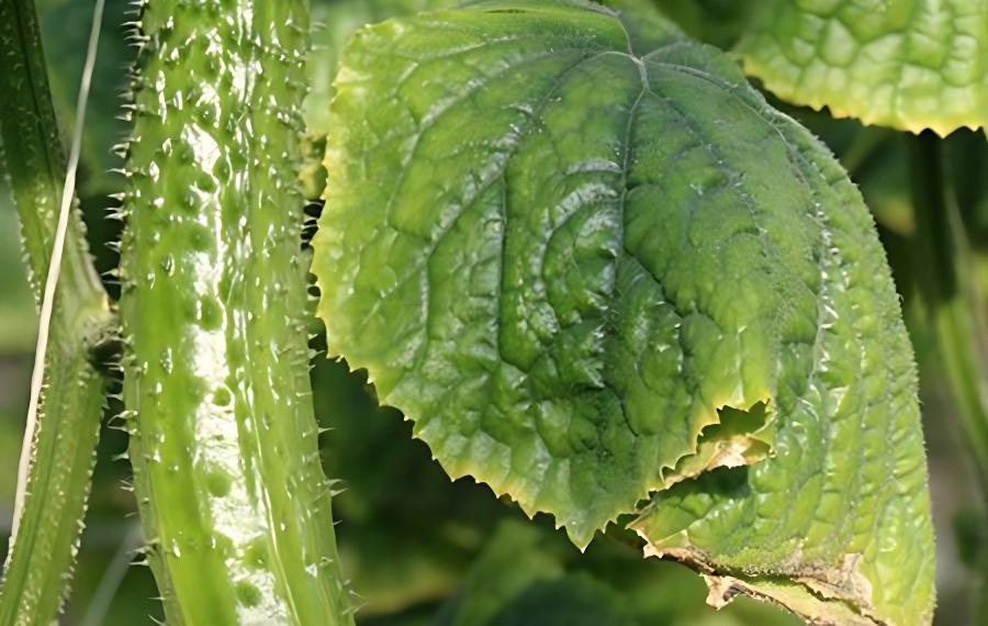 有机黄瓜夏季种植措施要点