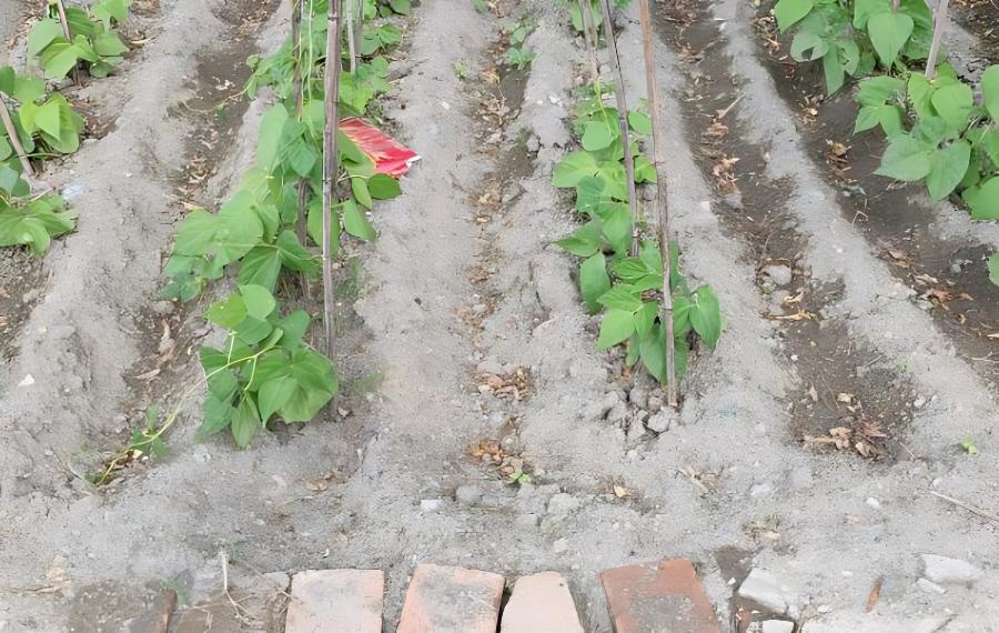 棚室豆角调控技巧(温室大棚豆角种植技术与管理)