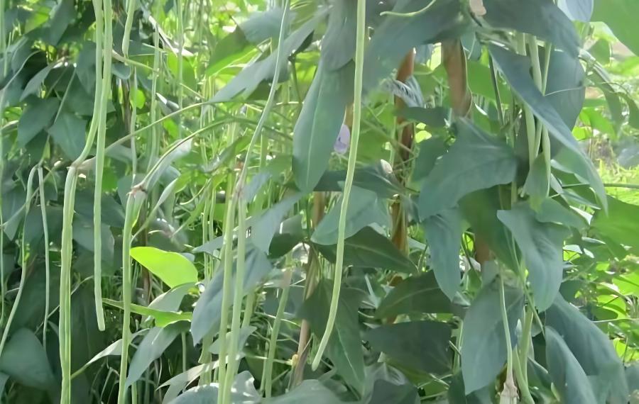 架豆角结荚期管理要点(冬季豆角花期的管理)