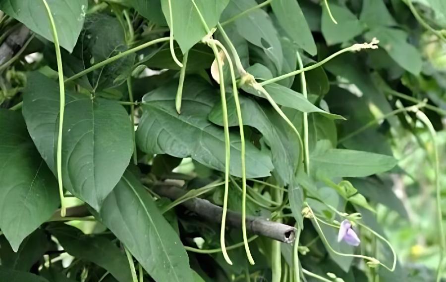 豆角在什么季节种合适，豆角什么季节种植合适(豆角在什么季节种好)