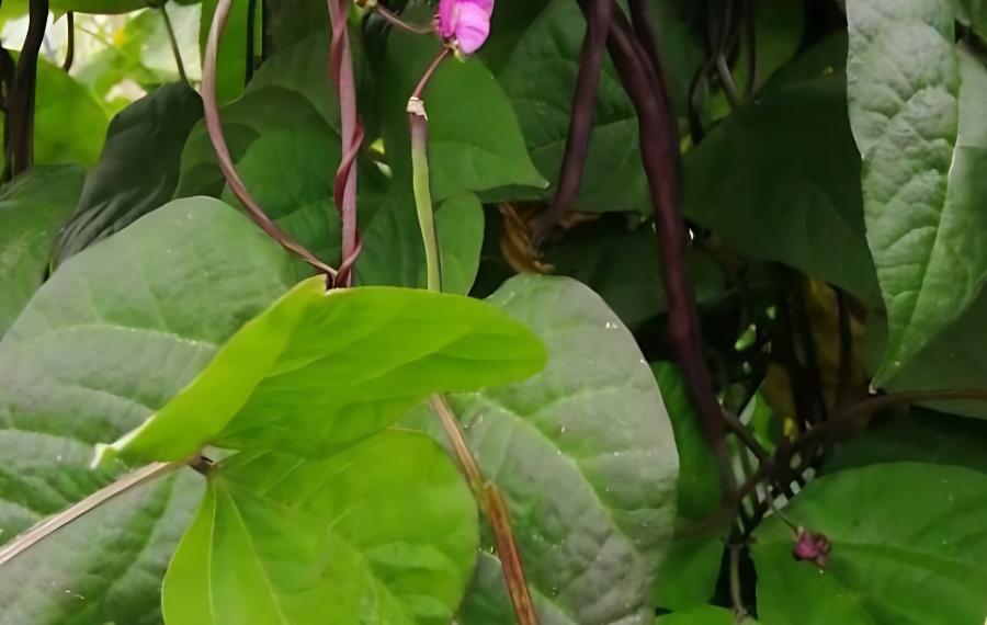 豆角掉花不结荚怎么办(豆角掉花不结荚怎么办视频)