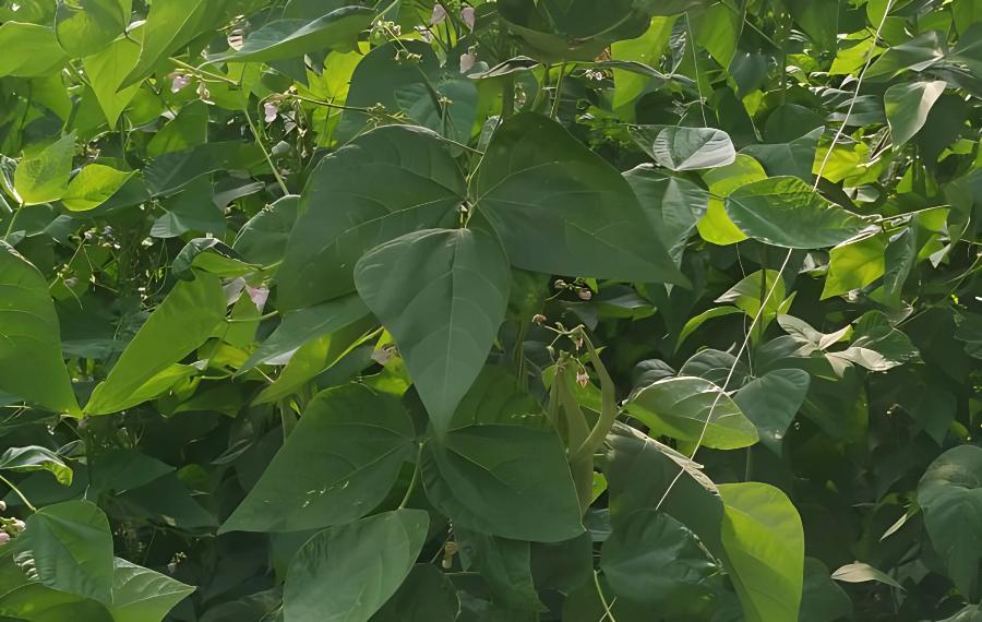 长豆角的种植时期(长豆角的种植时期种)