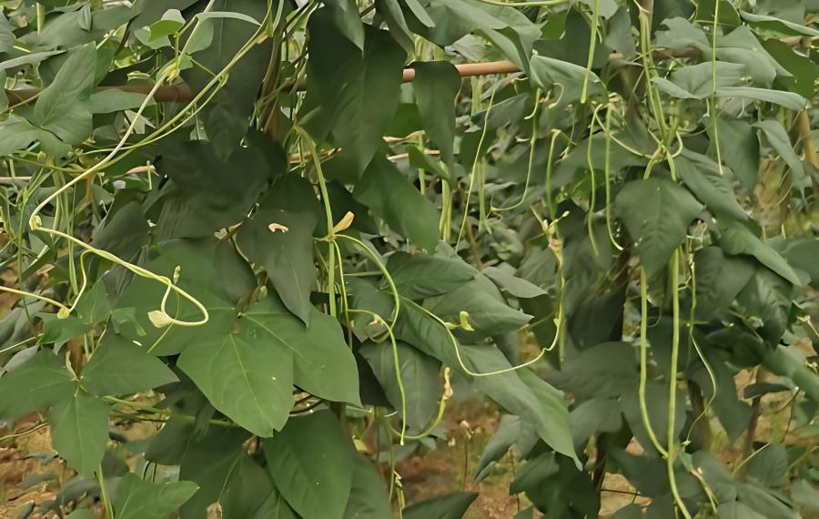 豆角结荚期怎样施肥(豆角结荚期施什么肥)