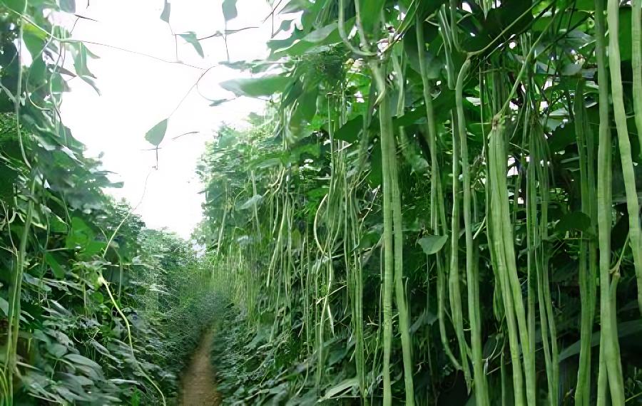 架豆角结荚过程咋管理