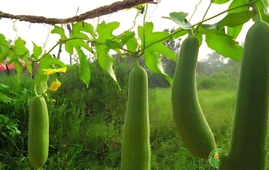 丝瓜开花不结瓜的原因和防治方法(丝瓜不开花结果有什么办法)