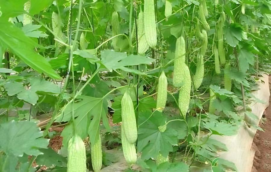 大棚苦瓜种植时间及技术要点，大棚苦瓜种植能高产吗(大棚苦瓜生长周期)