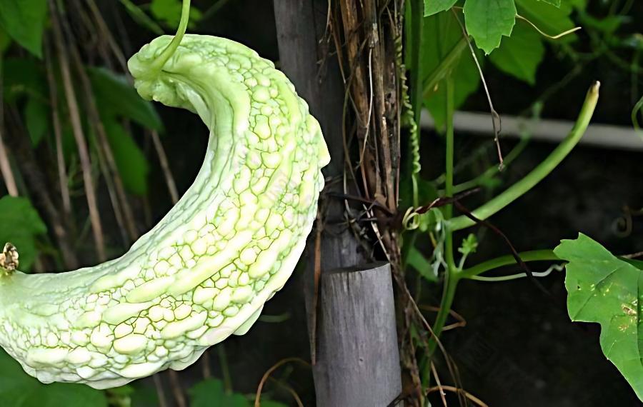 种植苦瓜怎样才能结瓜多(种植苦瓜怎样才能结瓜多呢)