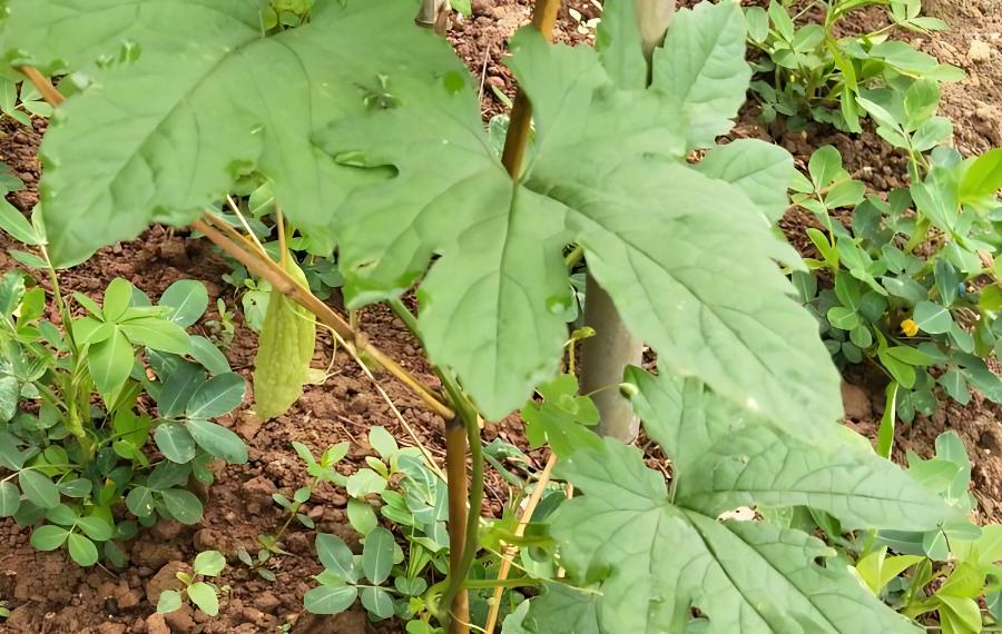 苦瓜种植高产三要点(苦瓜高产栽培技术)