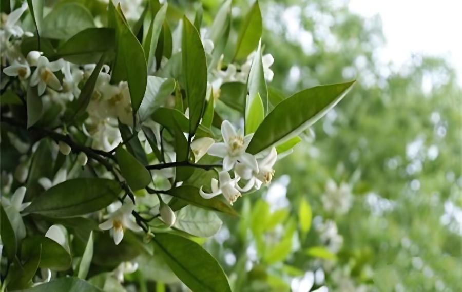 柚子花期管理技术，柚子雨后花期管理(柚子果期管理)