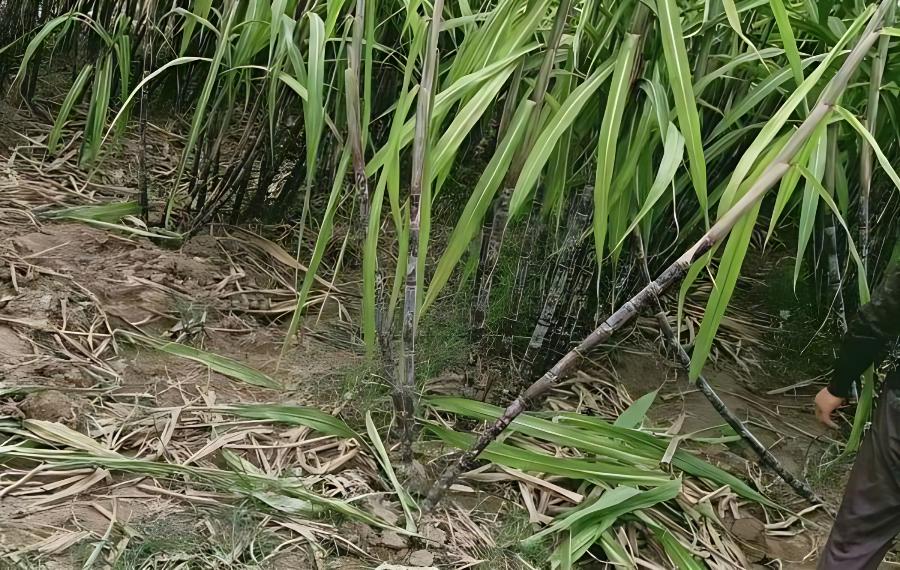 甘蔗种植高产技术，甘蔗高产的选种技术