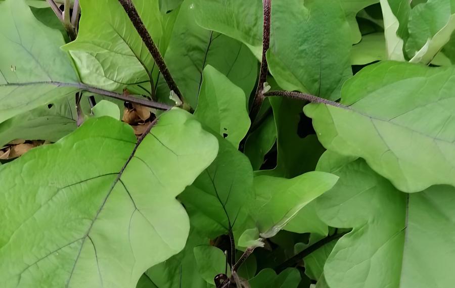 茄子种植株距行距是多少(茄子种植的株距和行距是多少)