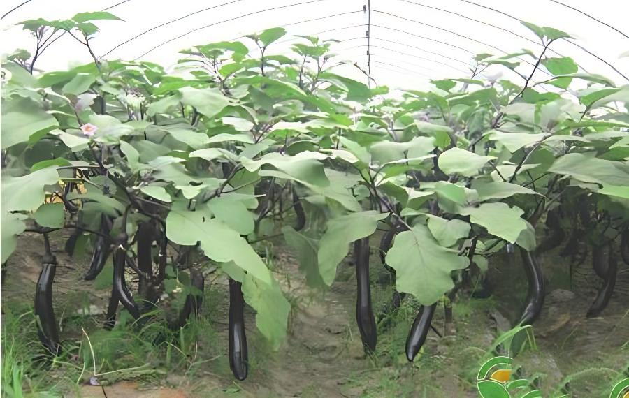 茄子嫁接育苗方法(嫁接茄子种植技术)