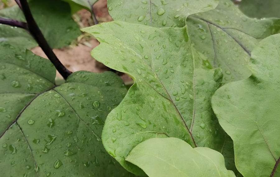 夏秋茬茄子防止石茄发生(秋季茄子种植技术与病虫害的管理)