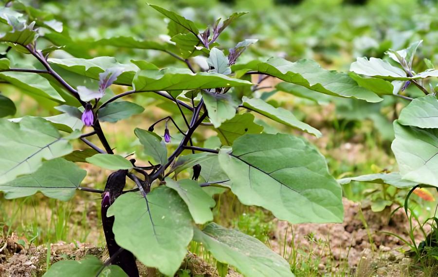 种植茄子的病虫害管理技术，五月大棚茄子的病虫害管理(茄子苗期病虫害防治技术)