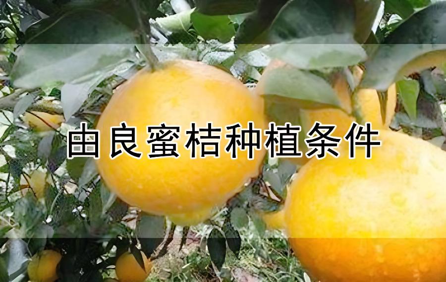 由良蜜桔种植条件(由良蜜桔什么时候成熟)