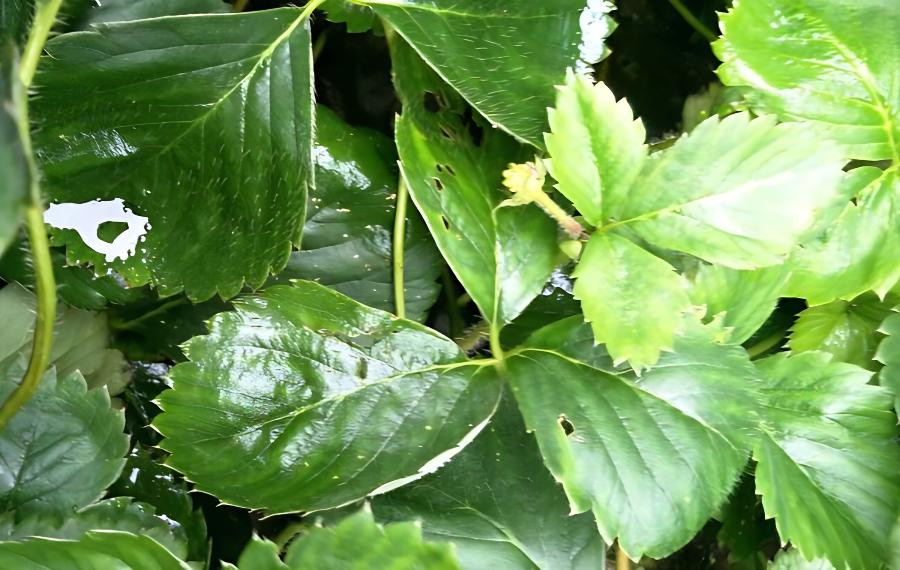 野生白草莓是菠萝莓吗？(野生菠萝莓图片)