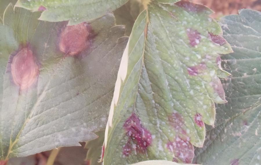 草莓定植管理做好几点(草莓定植时间)