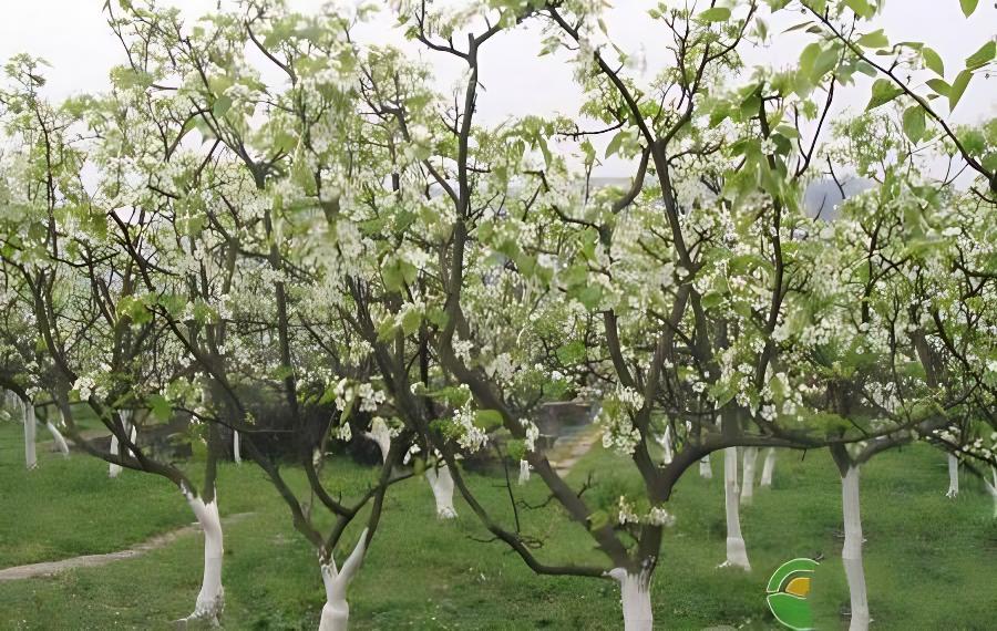 梨树只开花不结果什么原因？预防措施有哪些(梨树不开花结果是什么原因)