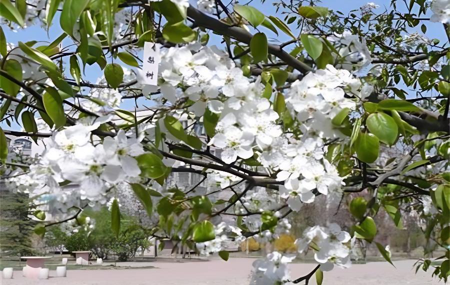 梨树反季节开花是怎么回事？