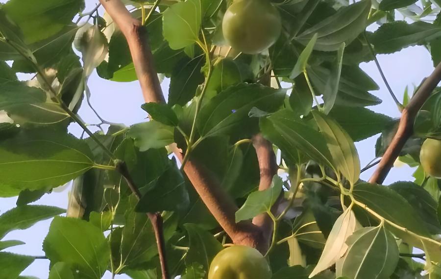 夏管枣树的注意要点