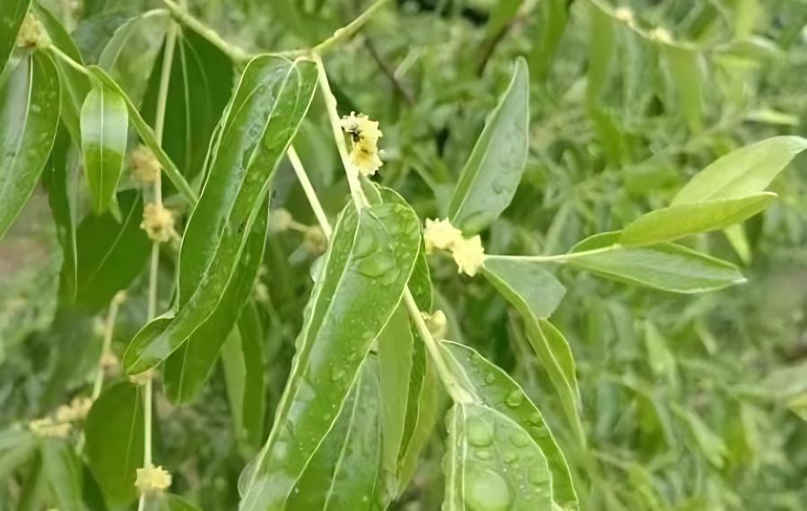 肥料施得好枣树病虫少(枣树虫害打什么农药)